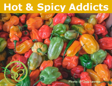 Hot & Spicy Addicts